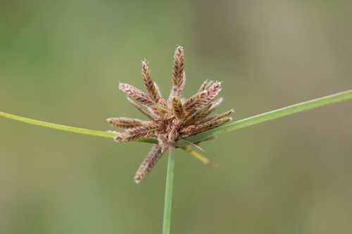 Cyperus sanguinolentus #11